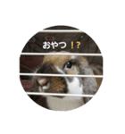 ロップの日常（個別スタンプ：3）