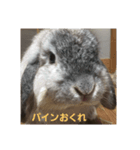 ロップの日常（個別スタンプ：4）