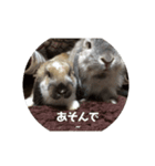ロップの日常（個別スタンプ：6）