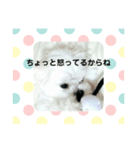まるたる はなマルチーズ②（個別スタンプ：1）