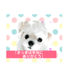 まるたる はなマルチーズ②（個別スタンプ：2）