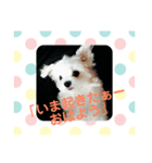 まるたる はなマルチーズ②（個別スタンプ：3）