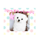 まるたる はなマルチーズ②（個別スタンプ：4）