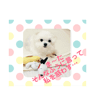 まるたる はなマルチーズ②（個別スタンプ：5）