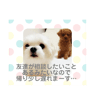 まるたる はなマルチーズ②（個別スタンプ：6）
