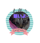 てんちゃんのスタンプ(猫)（個別スタンプ：2）