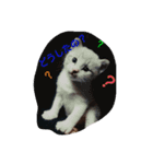 にゃんこハン（個別スタンプ：2）