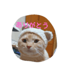 にゃんこハン（個別スタンプ：3）