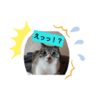 にゃんこハン（個別スタンプ：5）