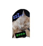 にゃんこハン（個別スタンプ：6）