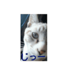 にゃんこハン（個別スタンプ：7）