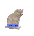 にゃんこハン（個別スタンプ：8）