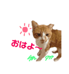 とらだよ（個別スタンプ：5）