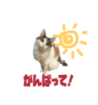 猫のシエルとシュビィのスタンプ（個別スタンプ：1）