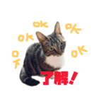 猫のシエルとシュビィのスタンプ（個別スタンプ：2）