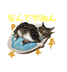 猫のシエルとシュビィのスタンプ（個別スタンプ：4）