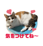 猫のシエルとシュビィのスタンプ（個別スタンプ：5）