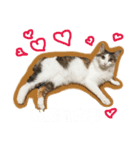 猫のシエルとシュビィのスタンプ（個別スタンプ：7）