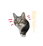 猫のシエルとシュビィのスタンプ（個別スタンプ：8）