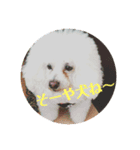 博多弁U^ェ^U愛しとう犬（個別スタンプ：4）