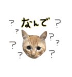 くぅたん✩.*˚（個別スタンプ：3）