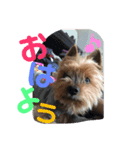 ⭐️大好きハッピー⭐️（個別スタンプ：1）