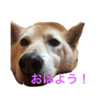 いぬの挨拶スタンプ！（個別スタンプ：1）