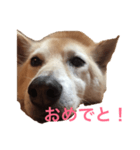 いぬの挨拶スタンプ！（個別スタンプ：3）