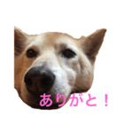 いぬの挨拶スタンプ！（個別スタンプ：4）