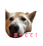 いぬの挨拶スタンプ！（個別スタンプ：5）