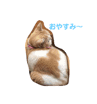 にゃん生活（個別スタンプ：3）