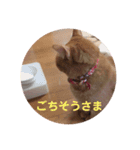 にゃん生活（個別スタンプ：4）