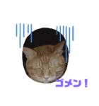 にゃん生活（個別スタンプ：5）