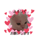 にゃん生活（個別スタンプ：8）