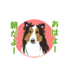 ●●わんこたちの日常スタンプ●●（個別スタンプ：2）