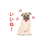 ●●わんこたちの日常スタンプ●●（個別スタンプ：9）