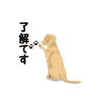 ●●わんこたちの日常スタンプ●●（個別スタンプ：11）
