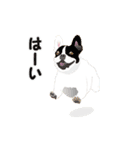 ●●わんこたちの日常スタンプ●●（個別スタンプ：12）