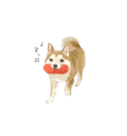 ぽんちゃん かわいい犬のスタンプ（個別スタンプ：11）
