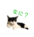 愛ネコ9（個別スタンプ：2）