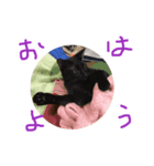 愛ネコ9（個別スタンプ：6）