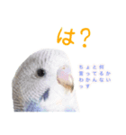 見かけによらず毒舌偉そうインコちゃん（個別スタンプ：1）