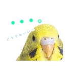 見かけによらず毒舌偉そうインコちゃん（個別スタンプ：2）