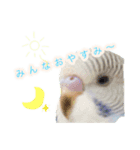 見かけによらず毒舌偉そうインコちゃん（個別スタンプ：3）