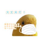 見かけによらず毒舌偉そうインコちゃん（個別スタンプ：4）