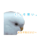 見かけによらず毒舌偉そうインコちゃん（個別スタンプ：5）