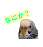 見かけによらず毒舌偉そうインコちゃん（個別スタンプ：6）