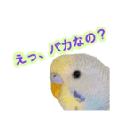 見かけによらず毒舌偉そうインコちゃん（個別スタンプ：7）