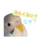 見かけによらず毒舌偉そうインコちゃん（個別スタンプ：8）
