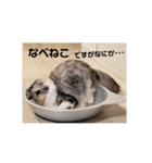gigi's happy days（個別スタンプ：8）